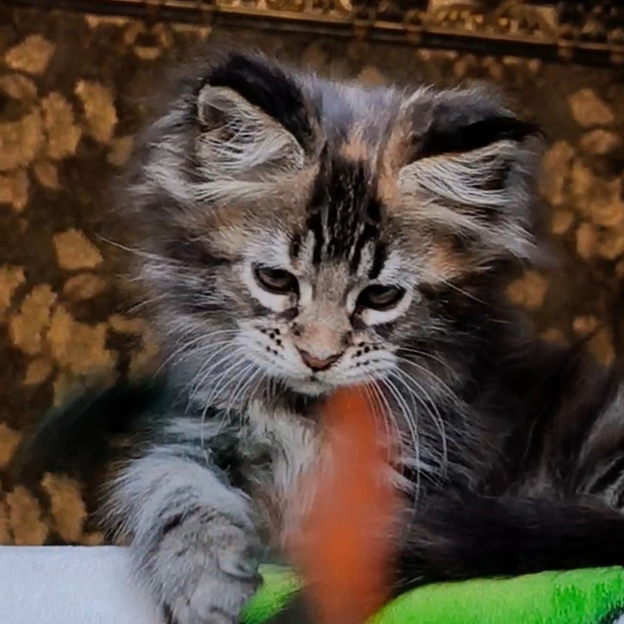 Iriska Maine Coon female, black tortie tabby