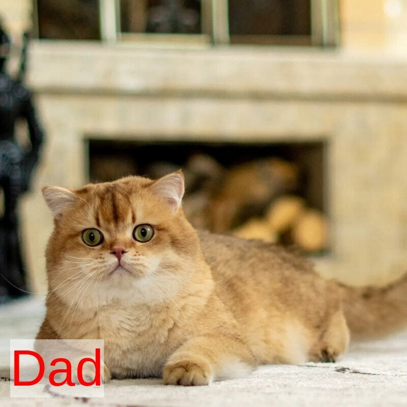 Diana British Shorthair female, black golden shaded with white