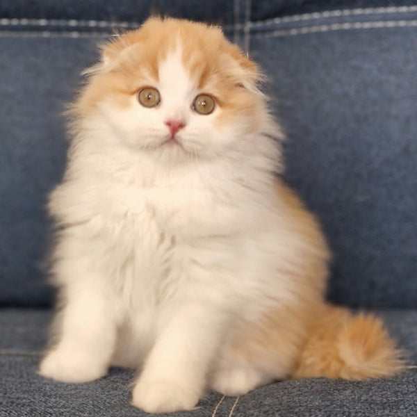 Potap Scottish Fold male, red tabby bicolour
