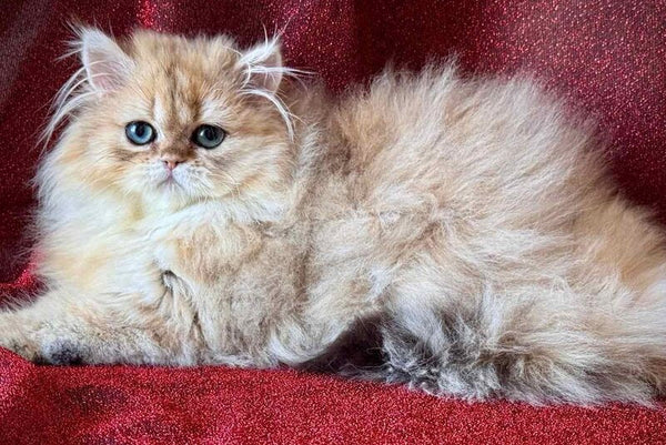 Tiffany Persian female black golden shaded - live animals
