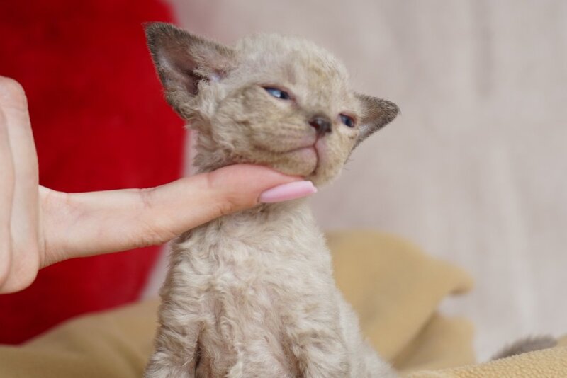 Nona Devon Rex female chocolate pointed - live animals