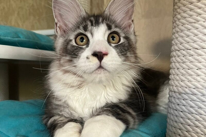 Mario Maine Coon male, black silver tabby