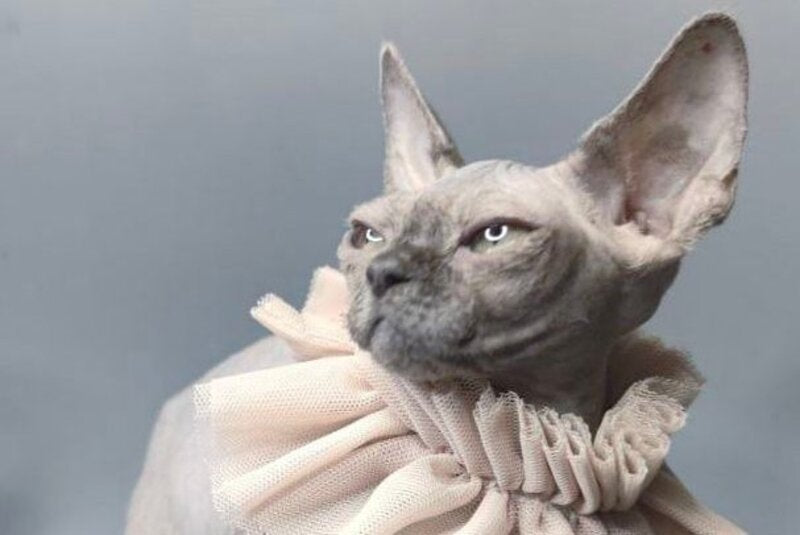 Davinci Vida Canadian Sphynx female, black