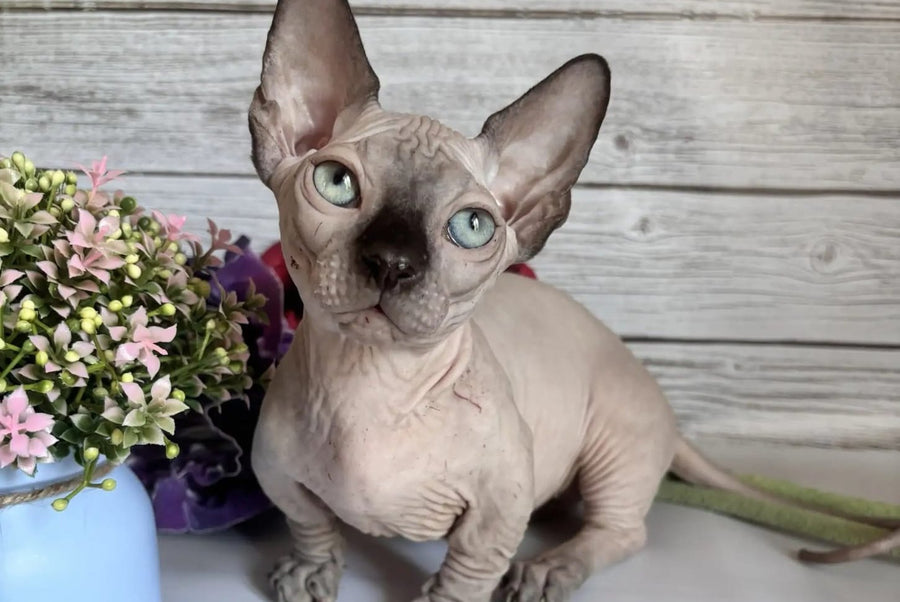 Richi Bambino male black pointed - live animals
