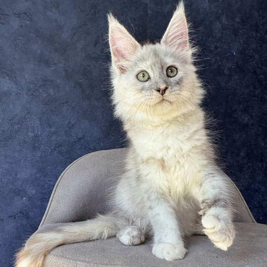 Piatnica Maine Coon female, black tortie silver ticked tabby