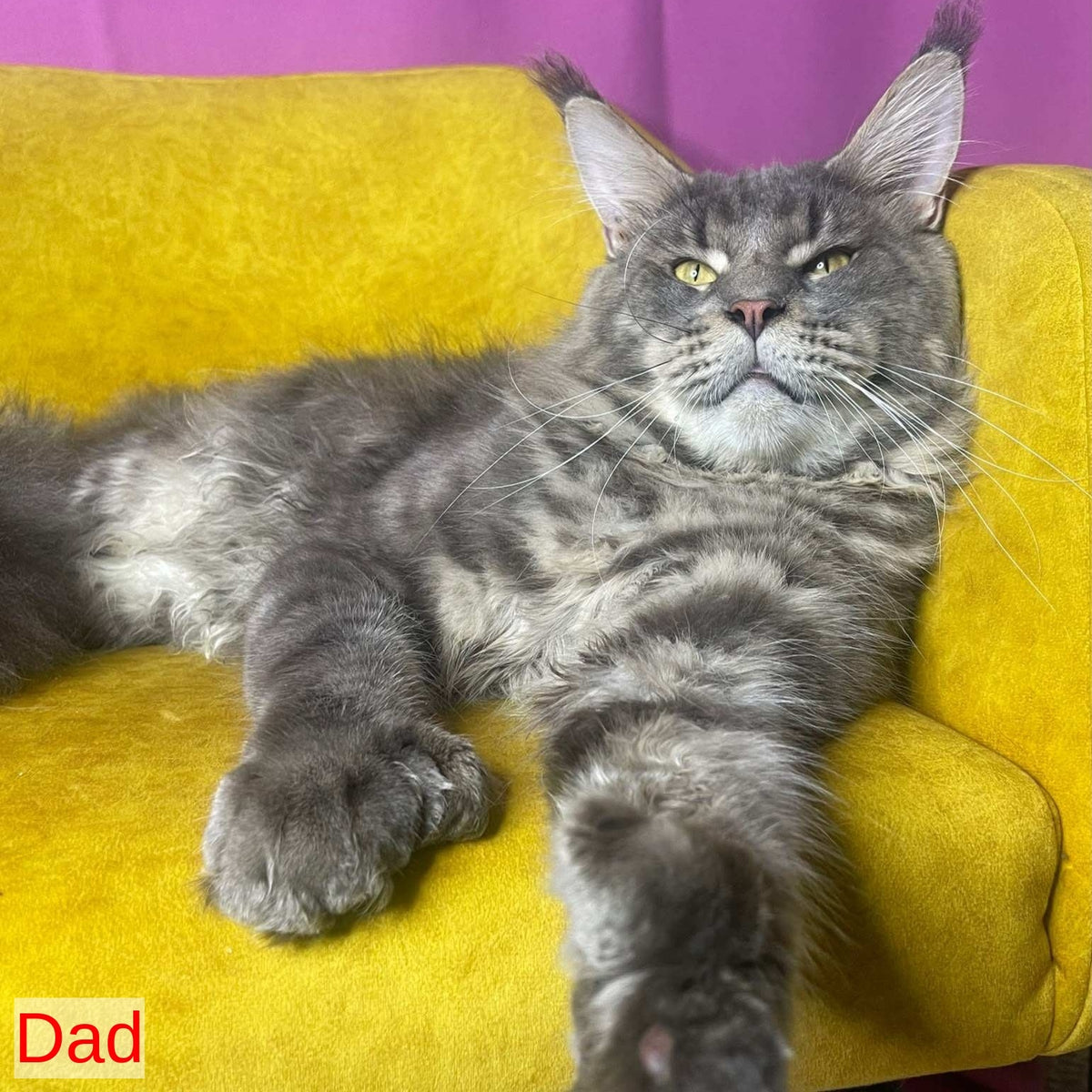 Cozy Ace Maine Coon male, black