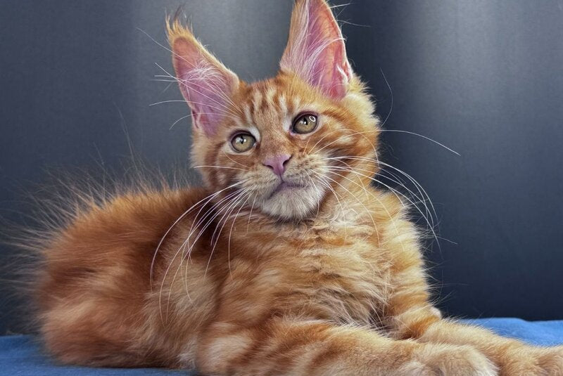 Sirius Emberstar Maine Coon male, red