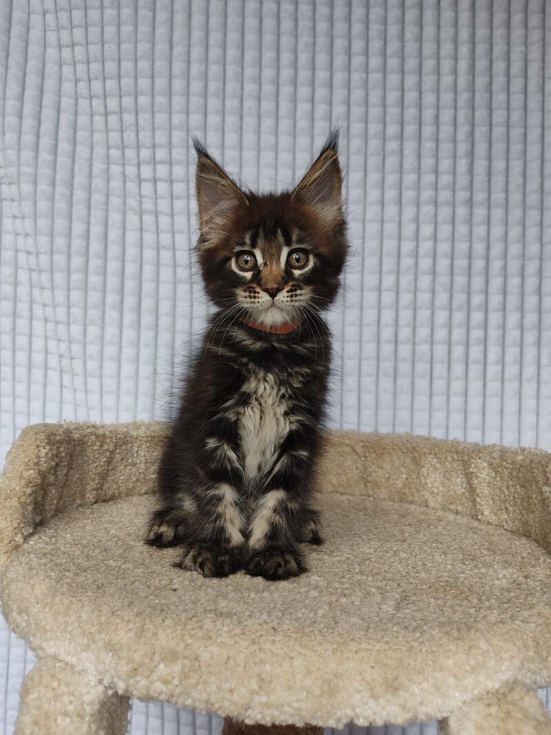 Martin Maine Coon male, black tabby