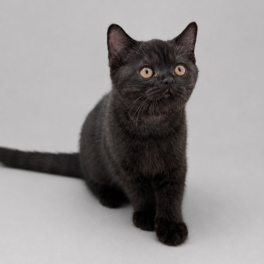Bossi British Shorthair female, chocolate