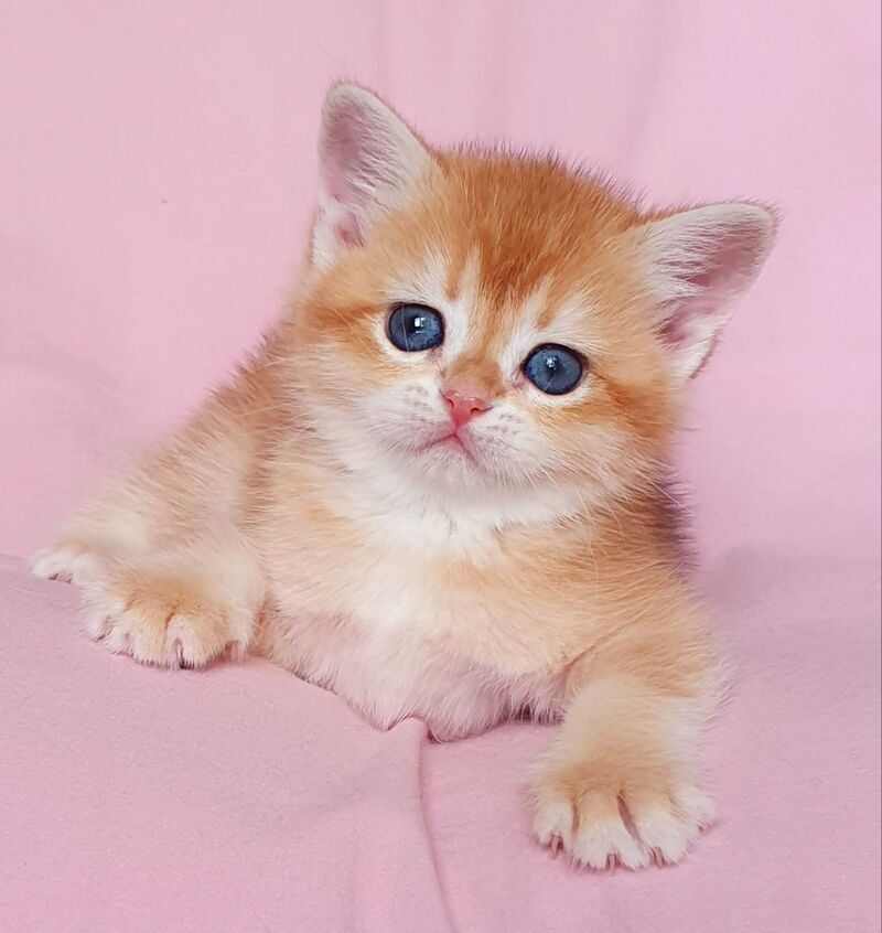 Tiffani British Shorthair female, black golden chinchilla