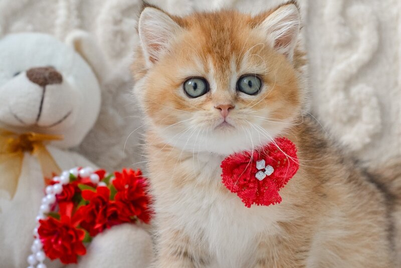 Karina British Shorthair female, black golden ticked tabby