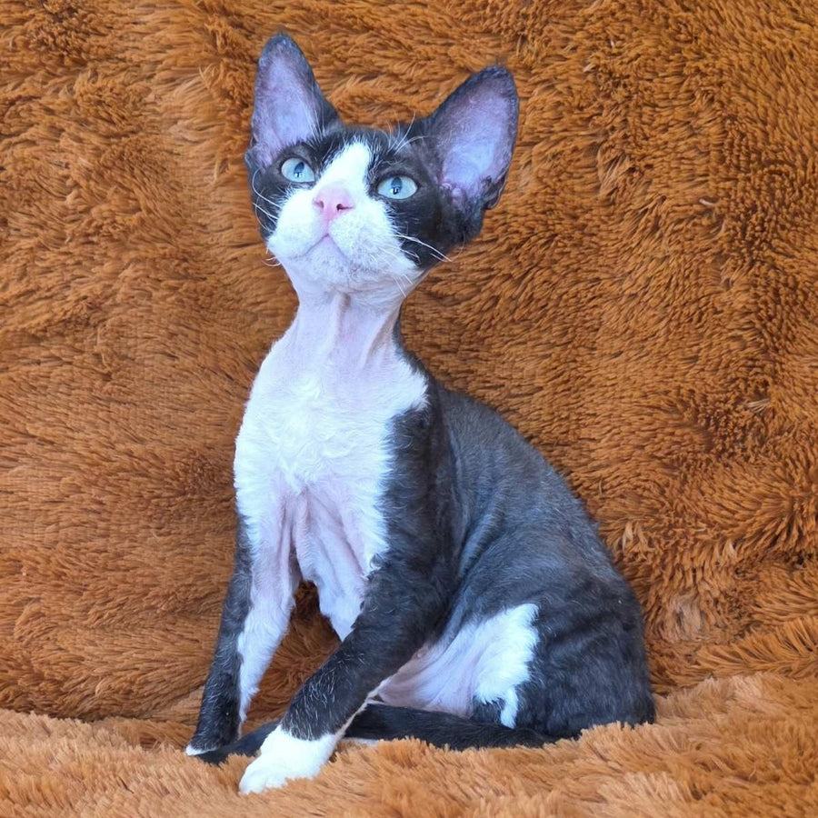 Ulya Devon Rex female, black bicolour