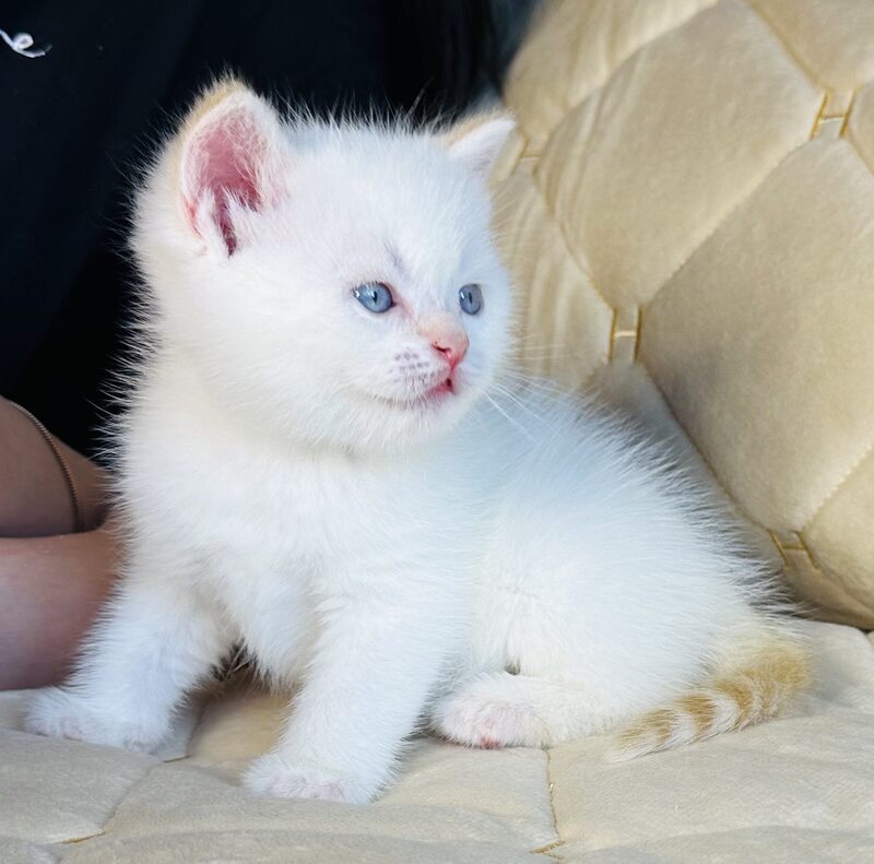 Elio British Shorthair male, red golden shaded pointed