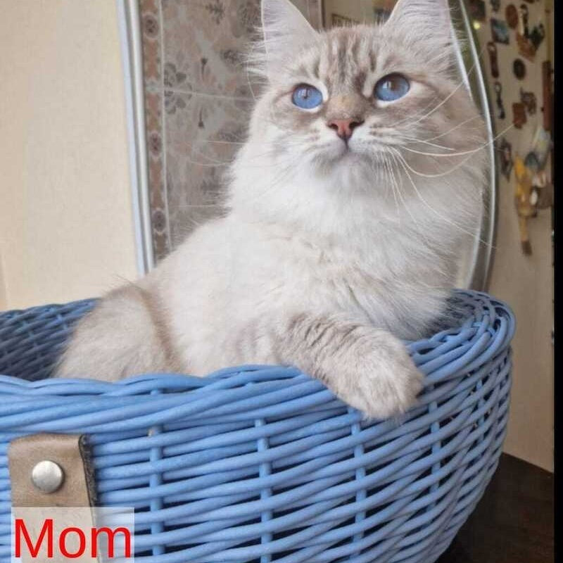 Dimas Siberian male, blue with white tabby pointed