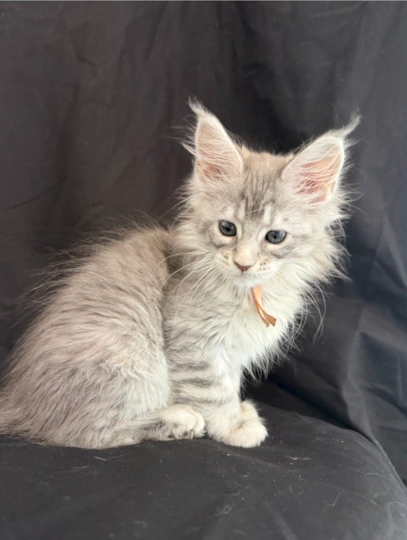 Zarqa Maine Coon female, blue silver tabby