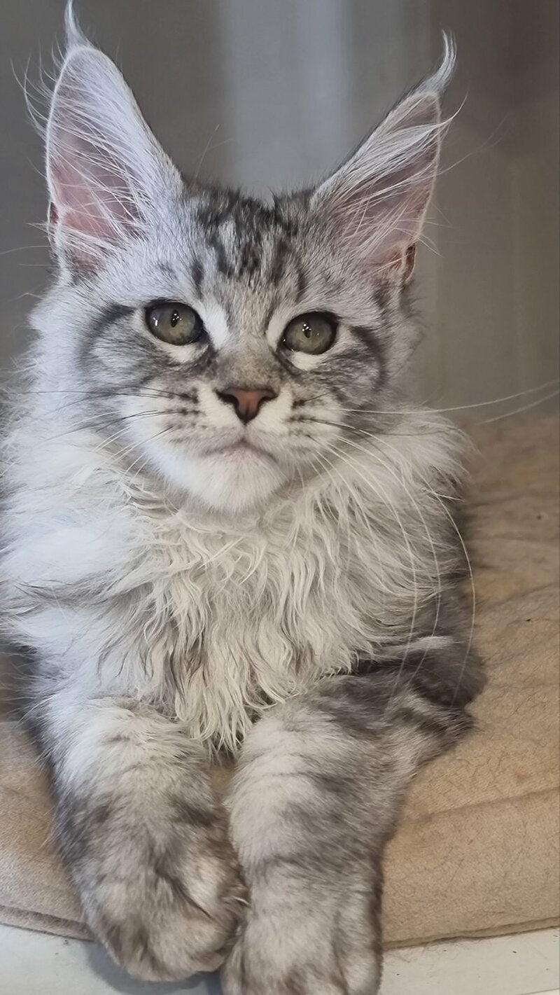 Dafna Maine Coon female black silver tabby - live animals
