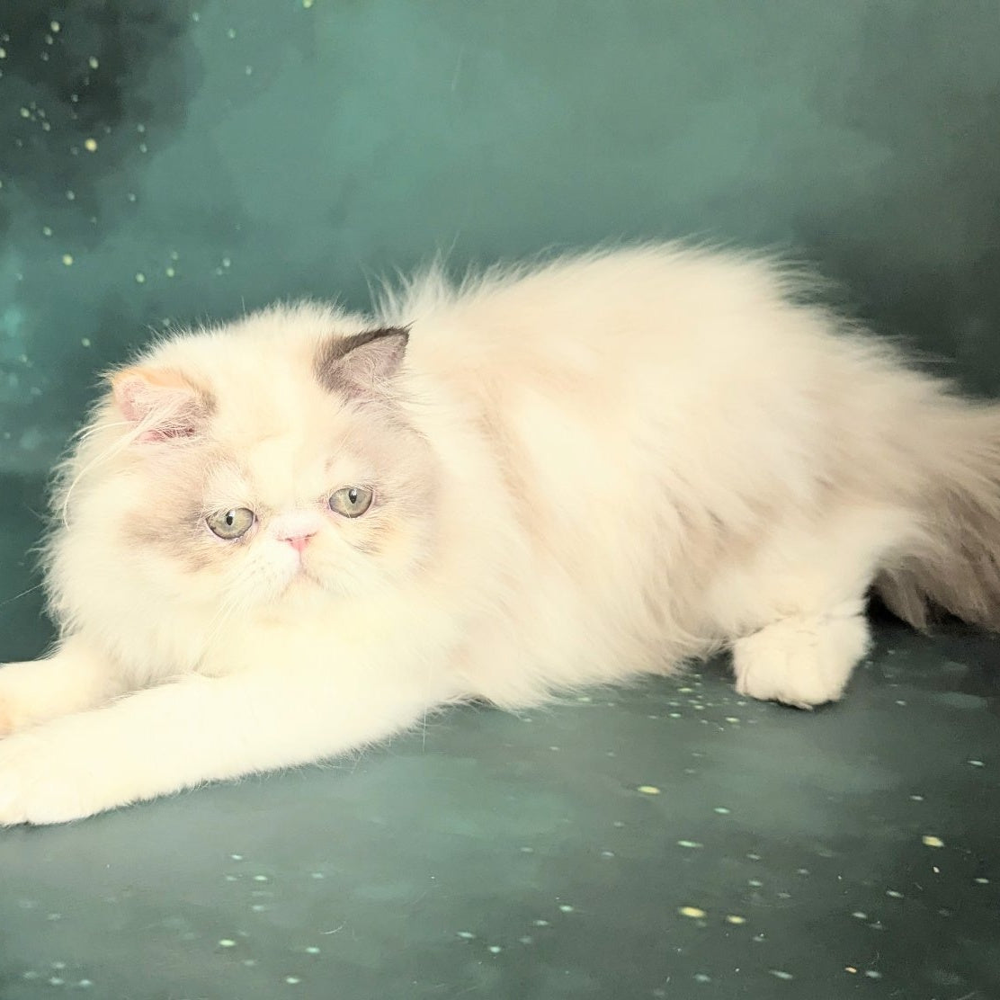 Nelli Persian female, blue tortie pointed bicolour