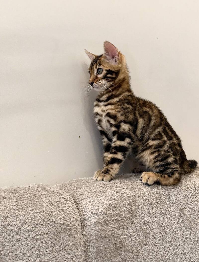 Blake Bengal male black spotted tabby - live animals