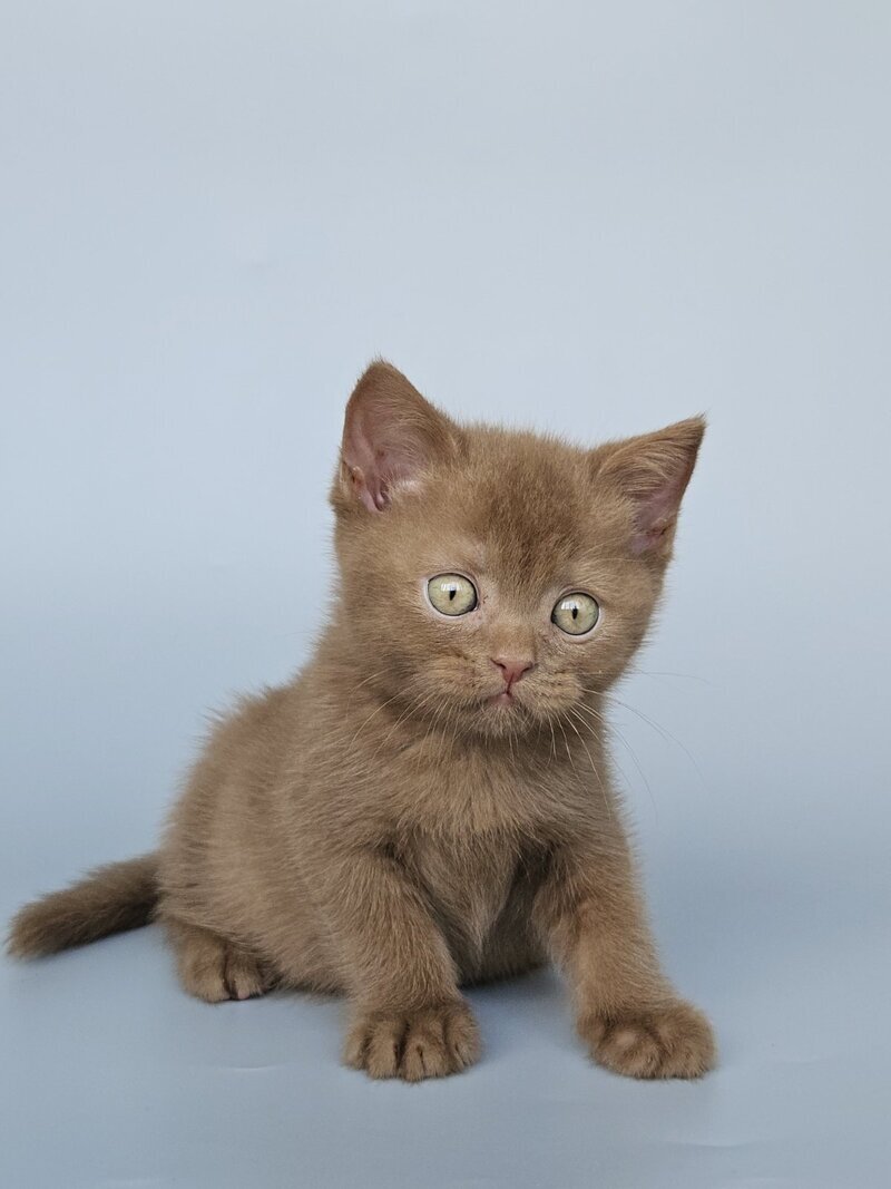 Atlas British Shorthair male, cinnamon