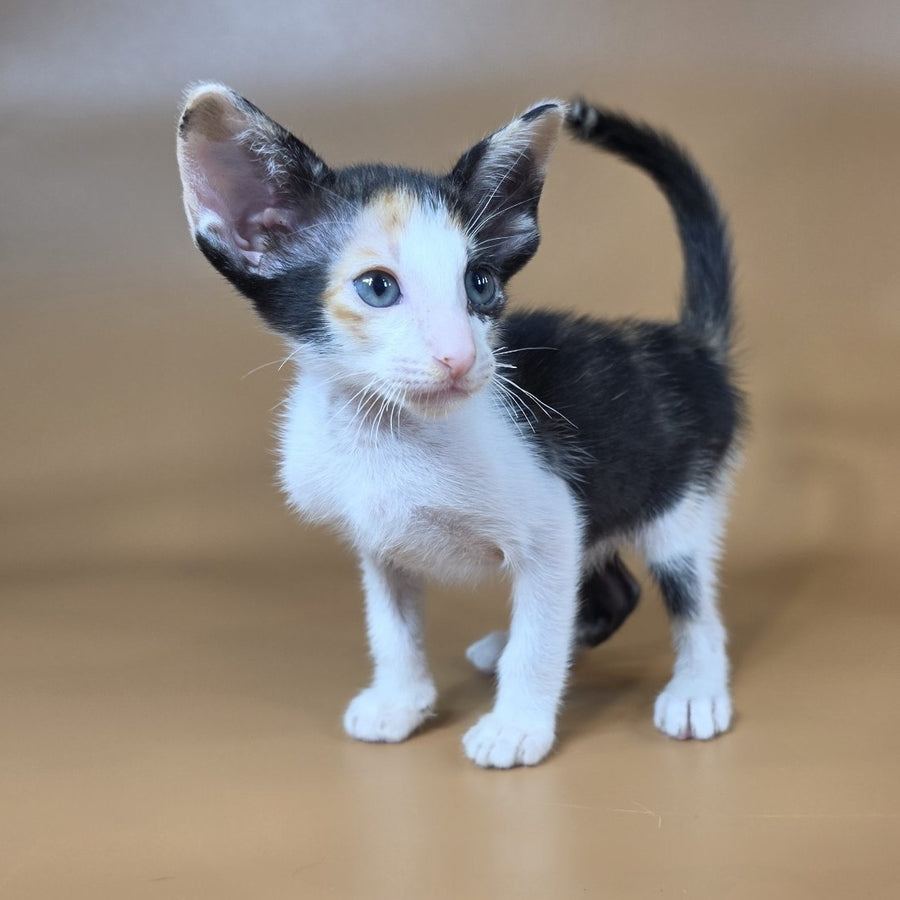 Dessert Rose Oriental Shorthair female, black tortie bicolour