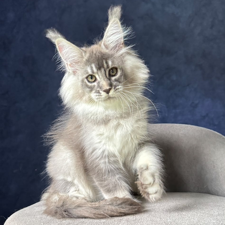 Henrietta Maine Coon female, blue silver ticked tabby