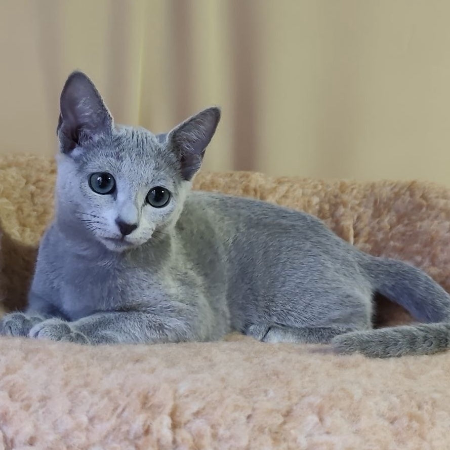 Leon Russian Blue male, blue