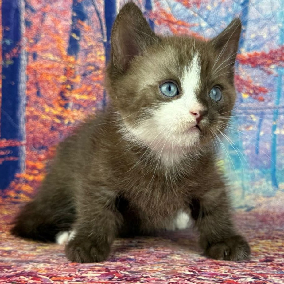Gary Munchkin male, chocolate bicolour