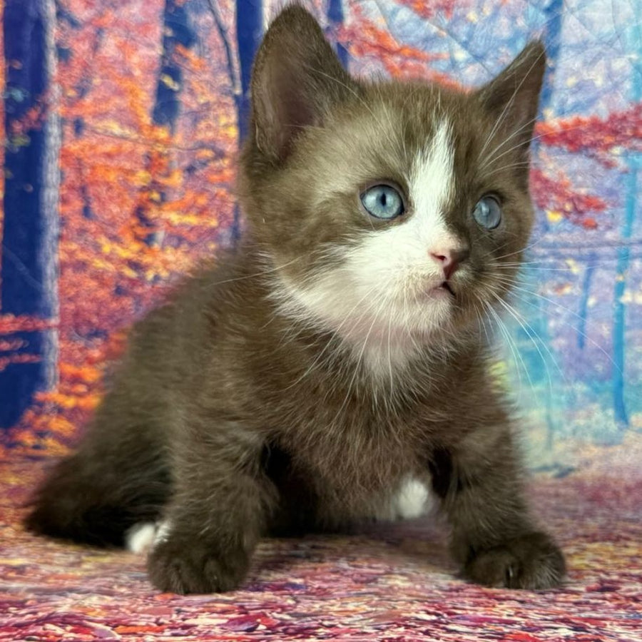 Gary Munchkin male, chocolate bicolour