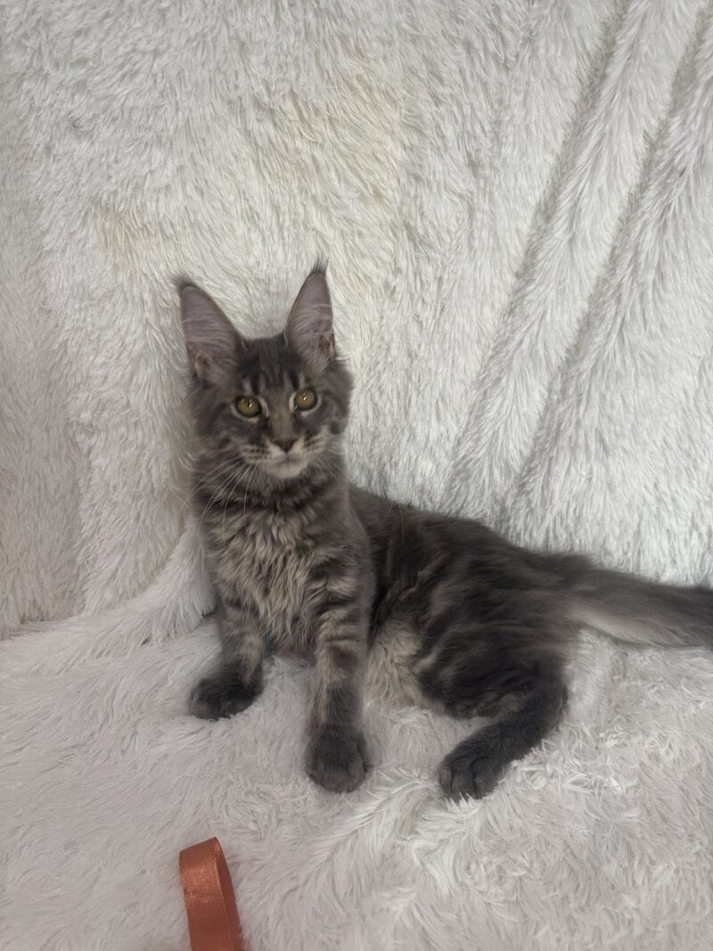 Foxy Maine Coon female, blue tabby
