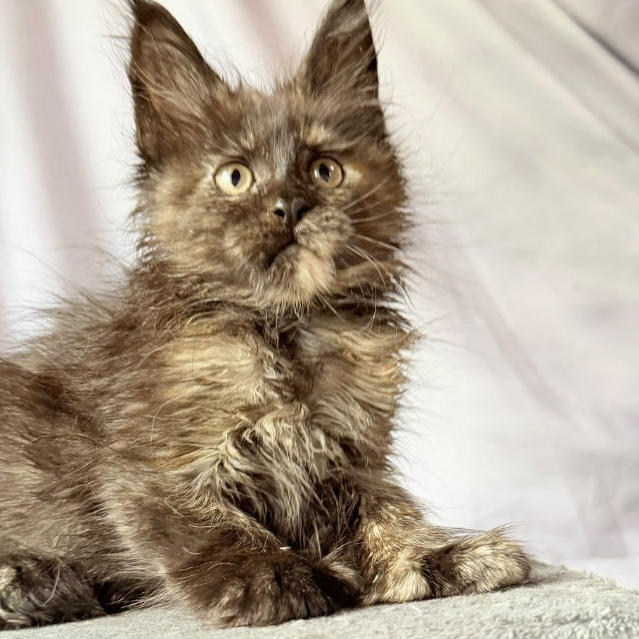 Naima Maine Coon polydactyl 6x6x6x6 female, black tortie