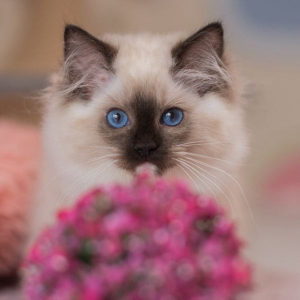 Yasia Ragdoll female, blue mitted