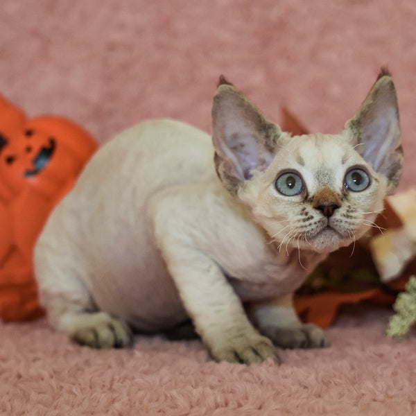 Yuki Devon Rex female, black tabby pointed