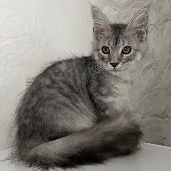Yanius Maine Coon male, black silver tabby