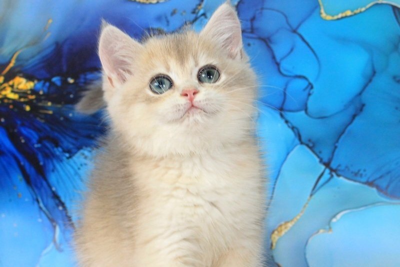 Queen British Shorthair female blue golden shaded - live animals