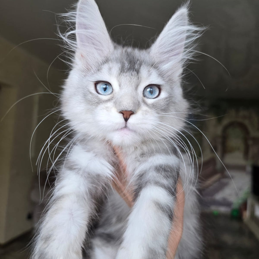 Narnia Maine Coon female, black silver tabby bicolour