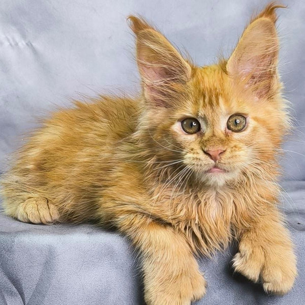 Nexus Maine Coon polydactyl 7x6x6x6 male, red