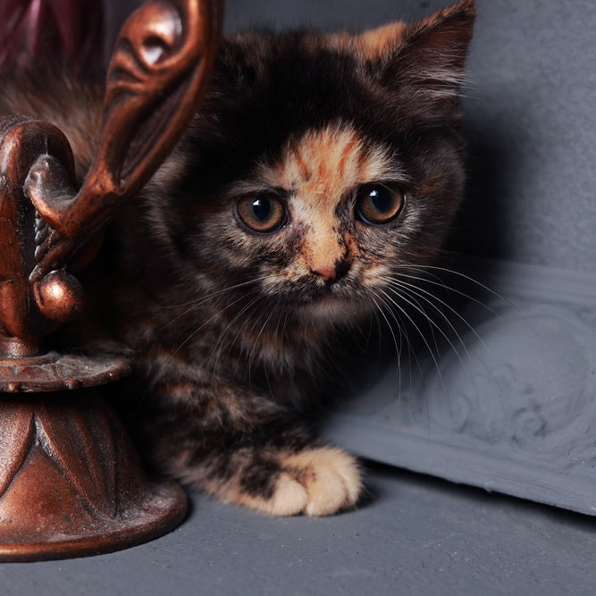 Afina British Shorthair female, black tortie