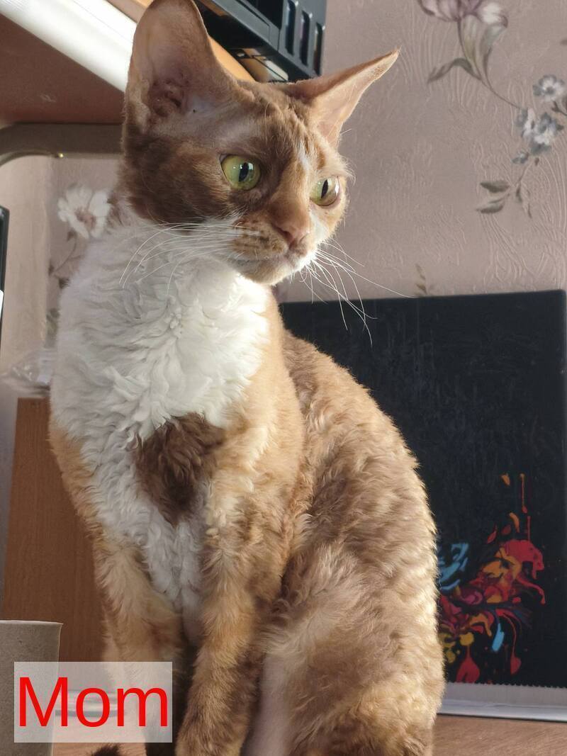 Ice Berry Devon Rex male red pointed - live animals