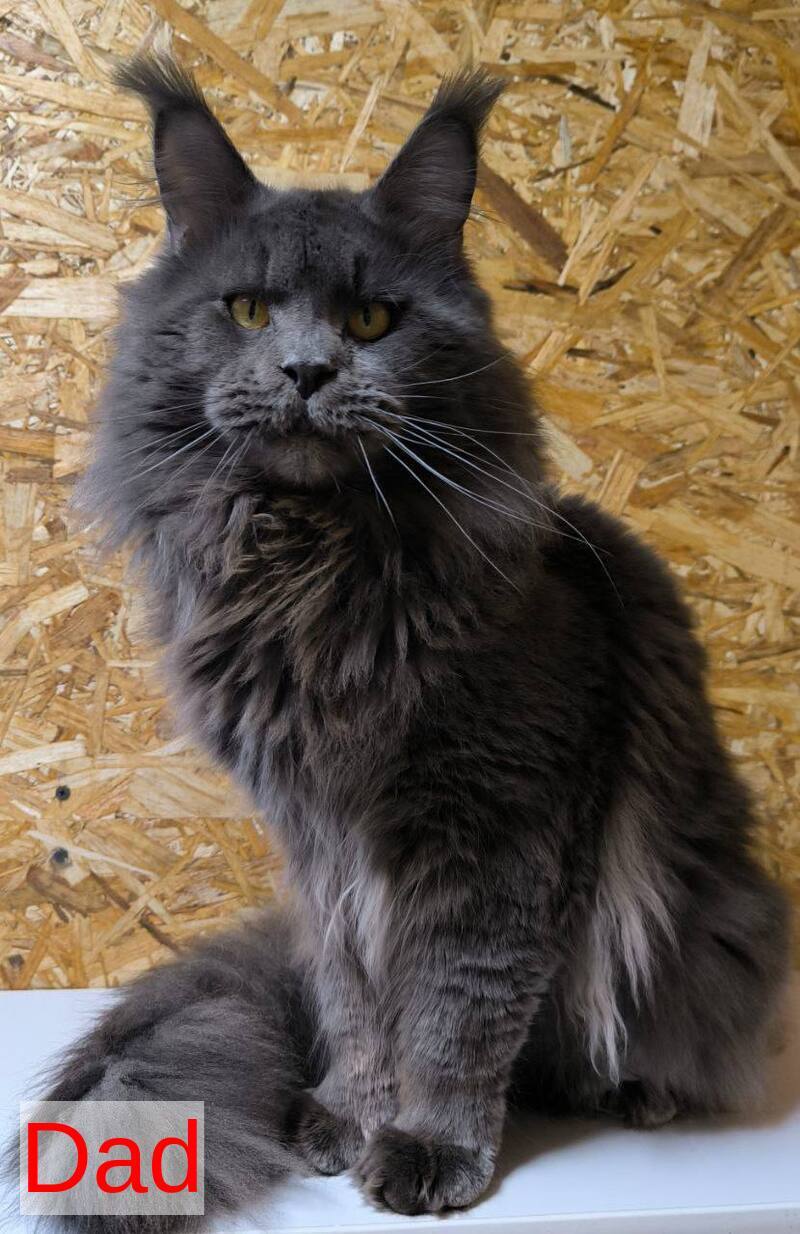Galatea Maine Coon female, black with white