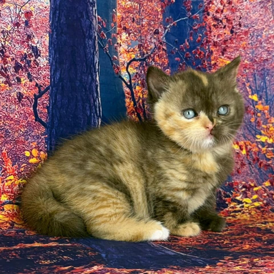 Jane Munchkin female, chocolate tortie bicolour