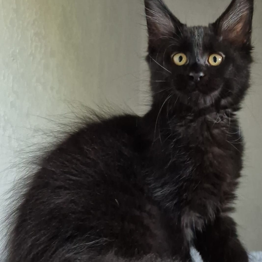 Kimberlite Maine Coon female, black