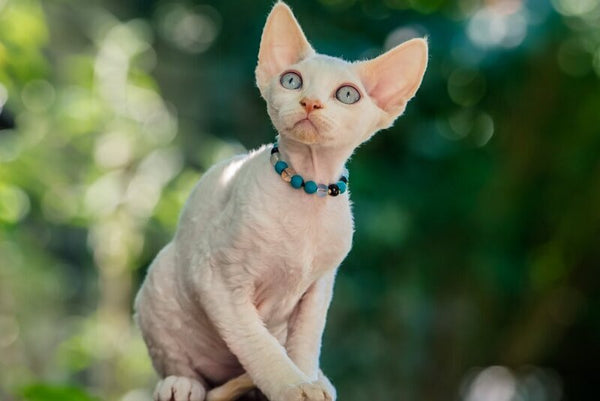 Ice Cream Devon Rex male red pointed - live animals