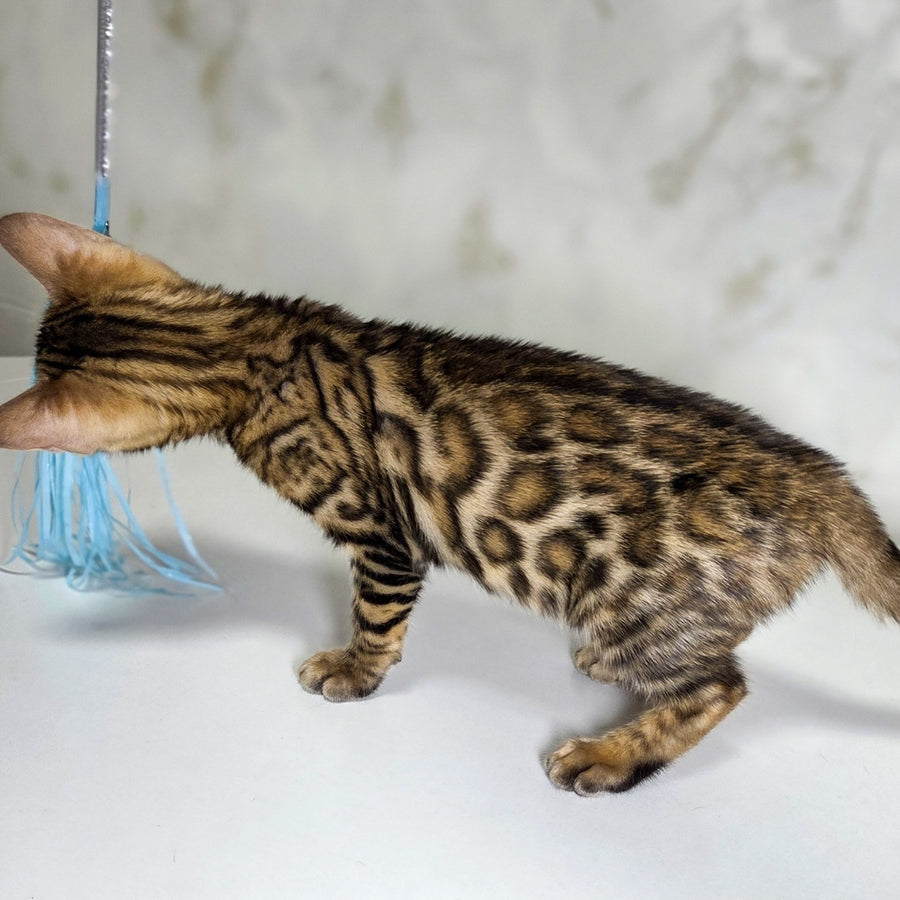 King Bengal male, black spotted tabby
