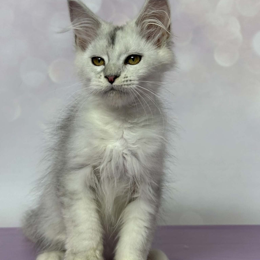 Bree Maine Coon female, black silver shaded with white