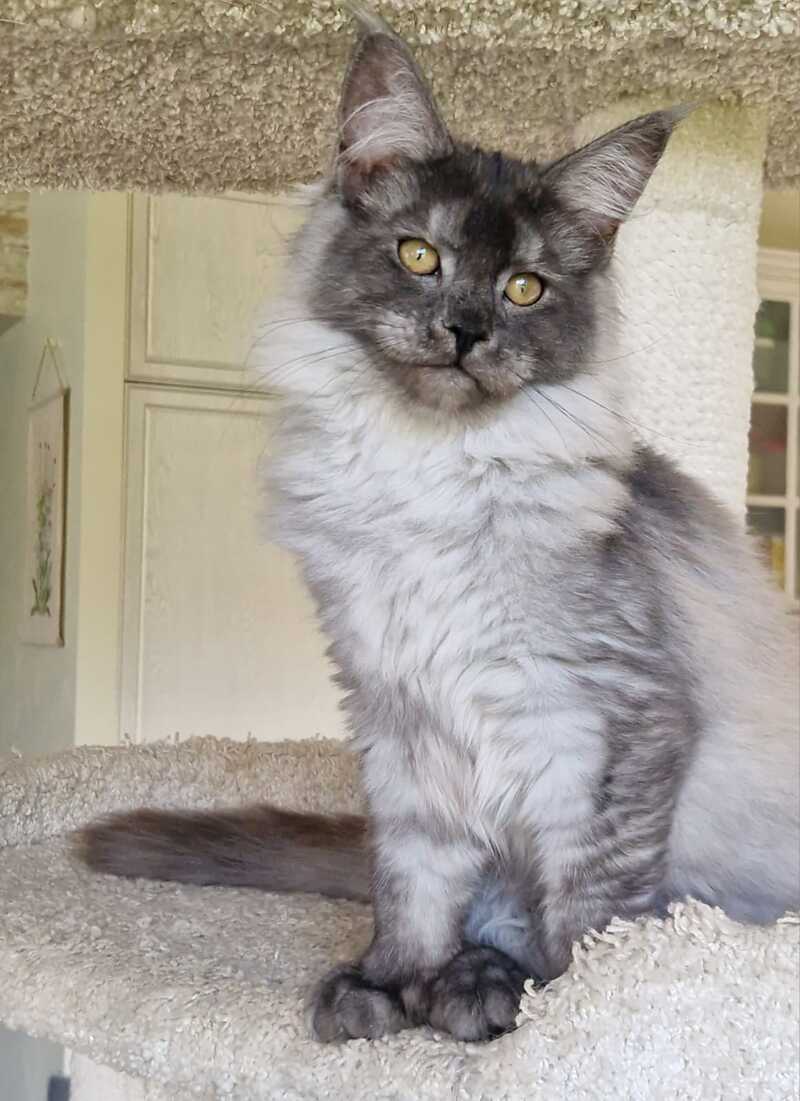 Aura Maine Coon female, black silver