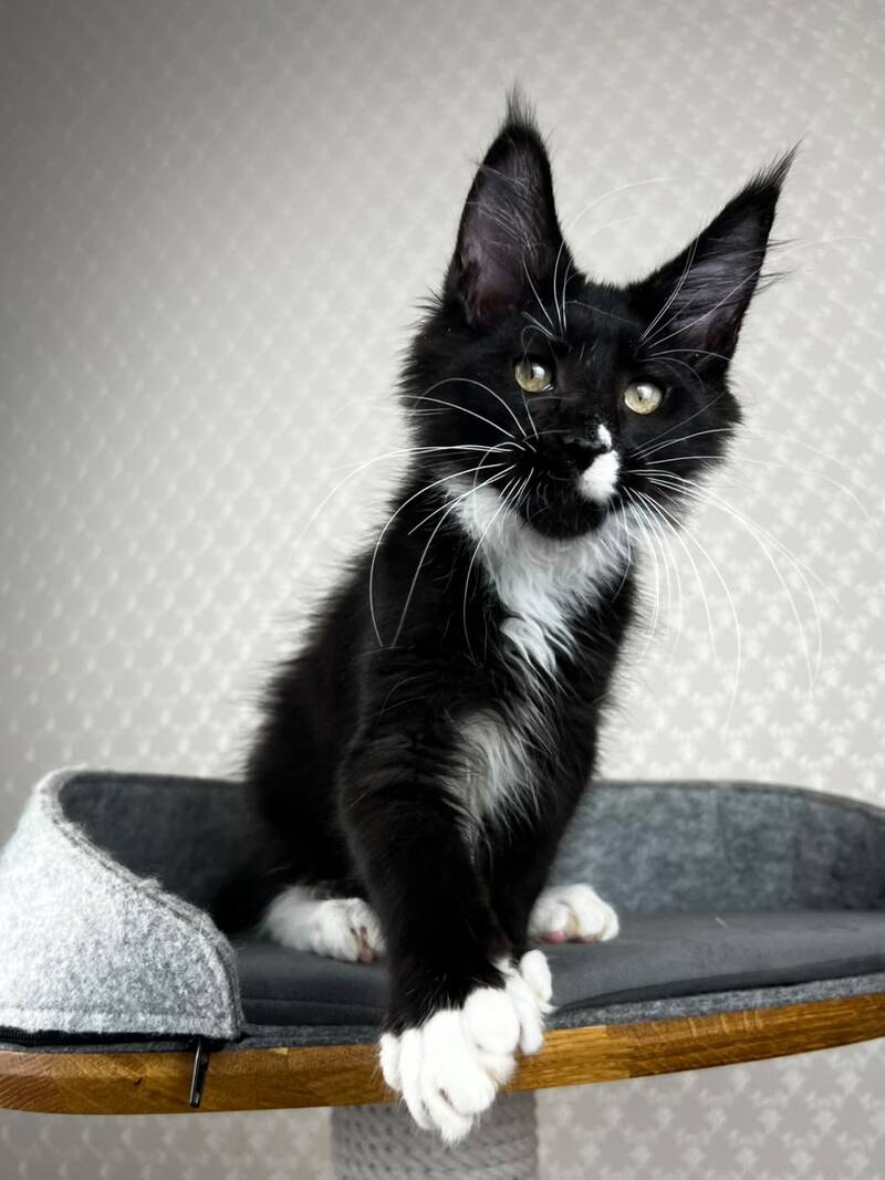 Oscar Maine Coon male, black bicolour