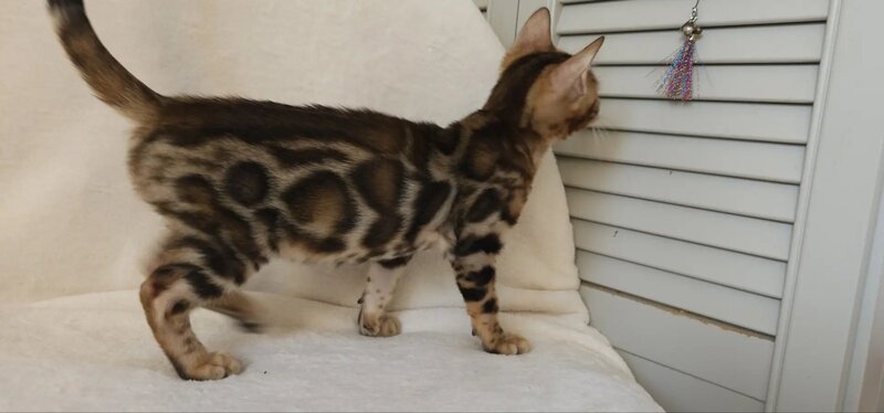 Тamerlan Bengal male black spotted tabby - live animals