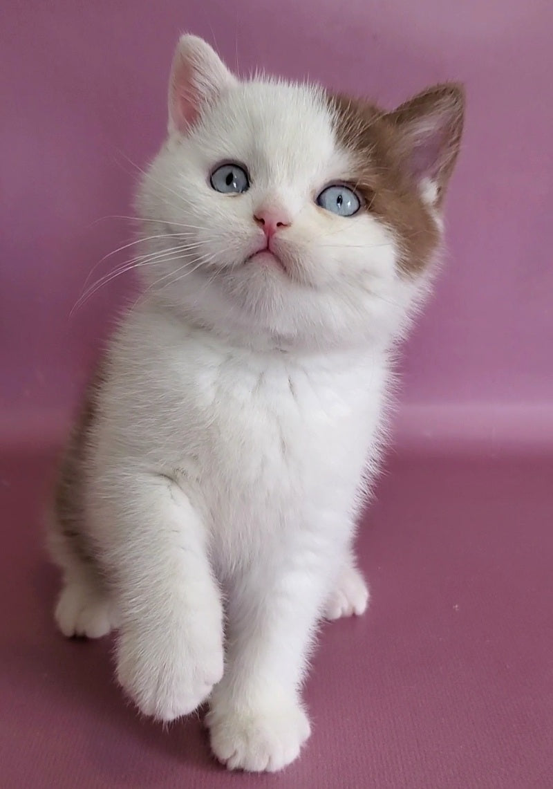 Vito British Shorthair male, cinnamon bicolour