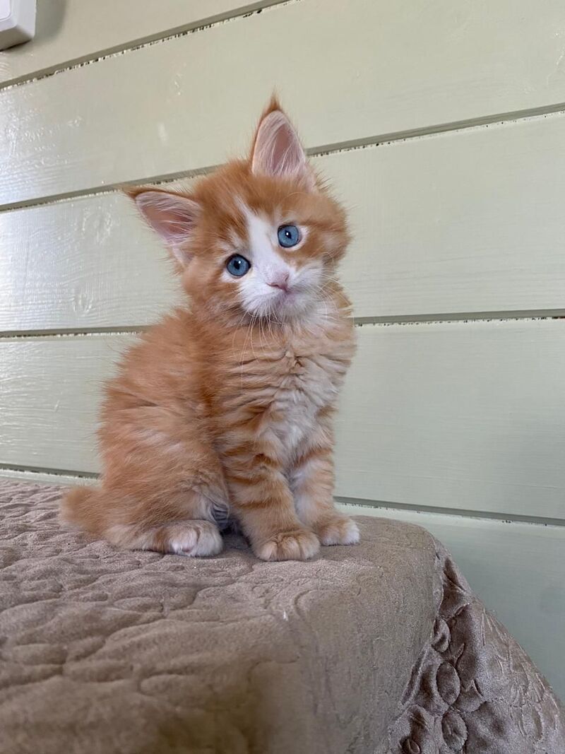Tutti Frutti Maine Coon male red tabby with white - live animals
