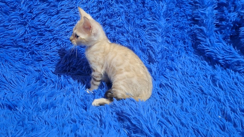 Kristen Bengal male black spotted tabby pointed - live animals